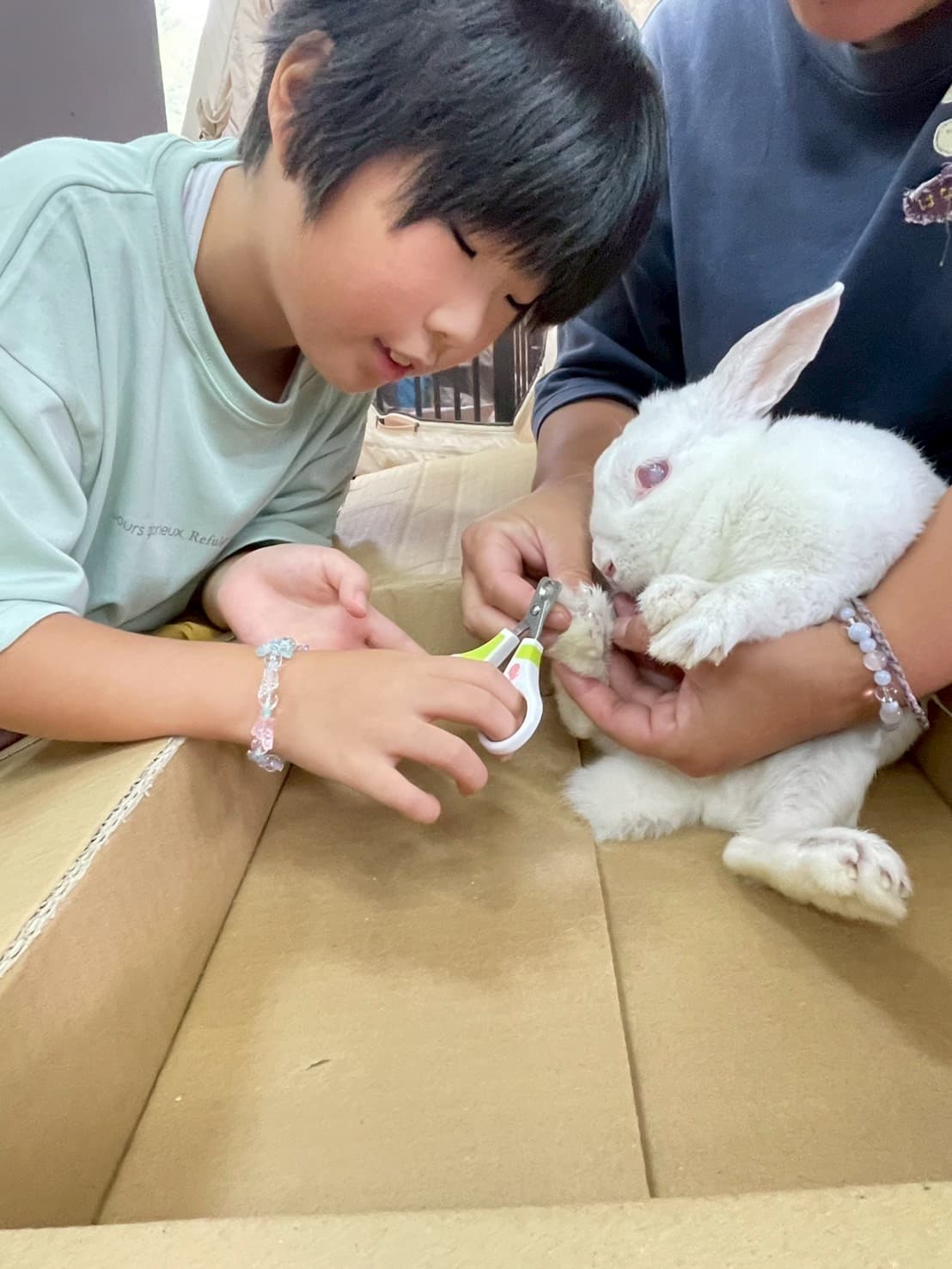 うさぎのお世話