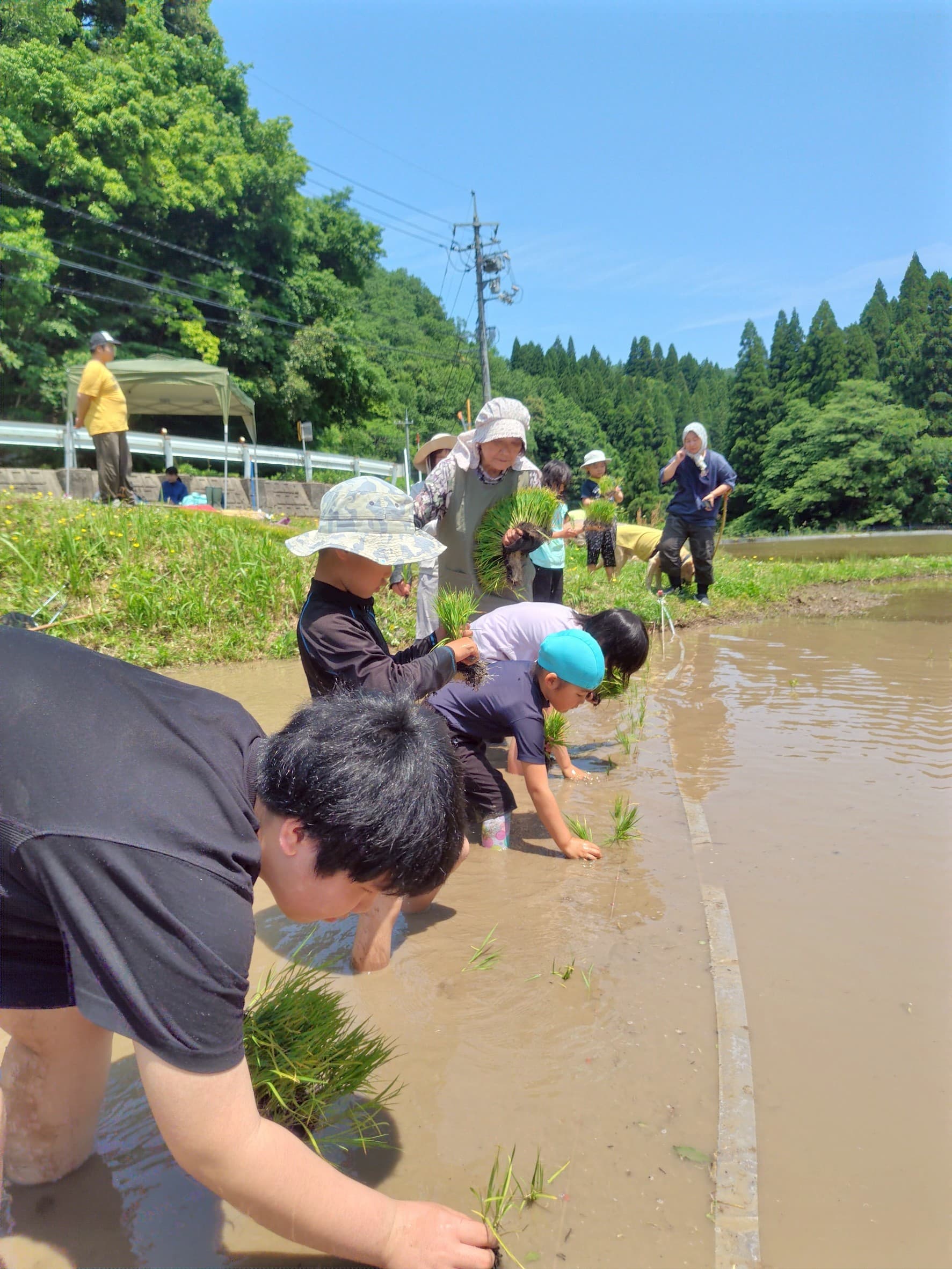 田植え体験