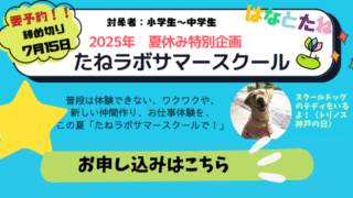 サマースクール2025